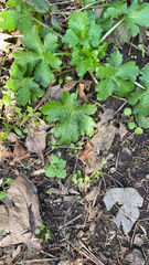 Sanicula crassicaulis