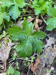 Sanicula crassicaulis