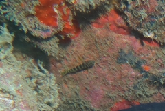 Gorogobius nigricinctus