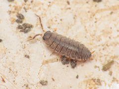 Porcellionides aternanus