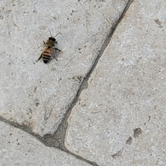 Apis mellifera