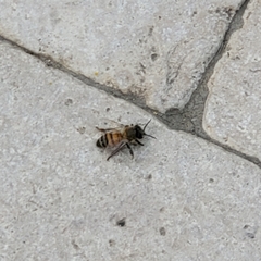 Apis mellifera