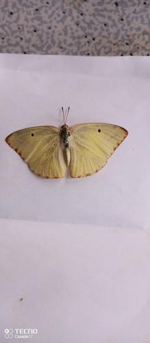 African Migrant