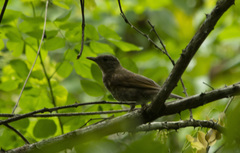 Turdus leucomelas