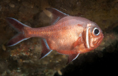 Trachichthys australis
