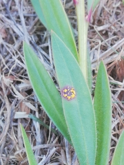 Austropuccinia psidii