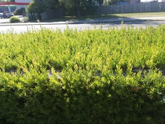 Austropuccinia psidii