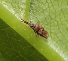 Leptoypha mutica