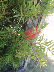 Austropuccinia psidii