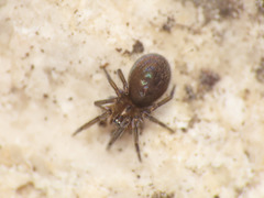 Lathys stigmatisata
