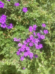Legousia speculum-veneris