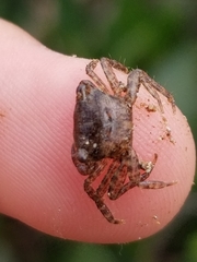 Pachygrapsus transversus