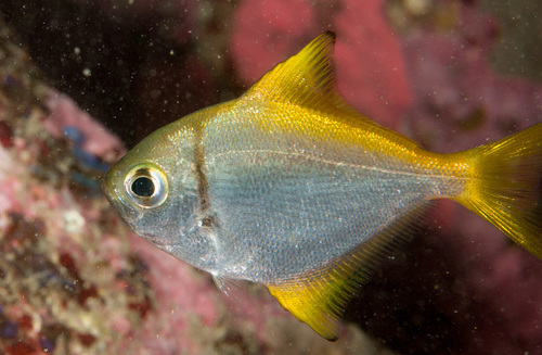 Eastern pomfred (Schuettea scalaripinnis) — Monodactylidae — 2
