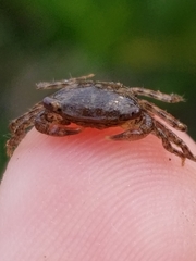 Pachygrapsus transversus