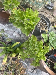Pelargonium