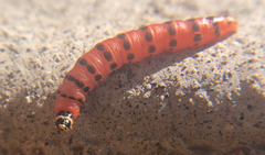 Cactoblastis cactorum