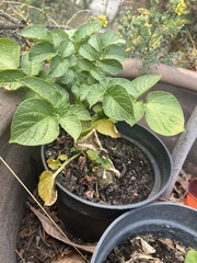 Solanum tuberosum