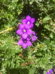 Legousia speculum-veneris