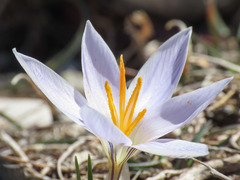 Crocus variegatus