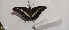 Charaxes brutus