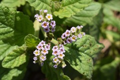 Heliotropium nicotianifolium