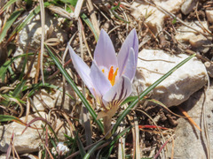 Crocus variegatus