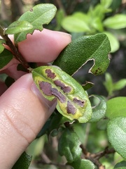 Chilocampyla