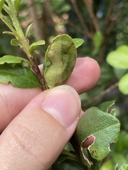 Chilocampyla