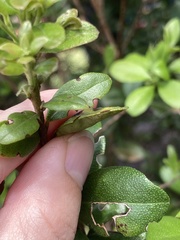 Chilocampyla