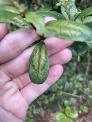 Chilocampyla