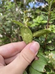 Chilocampyla