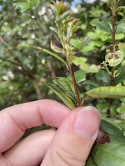 Chilocampyla