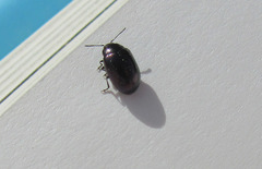 Chrysomelidae