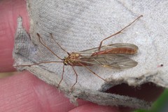 Ophion obscuratus