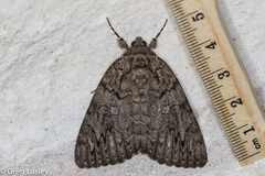 Catocala umbrosa