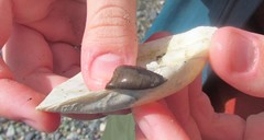 Rexithaerus secta