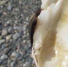 Rexithaerus secta