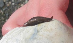 Rexithaerus secta