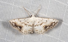 Scopula innocens
