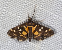 Diathrausta ochreipennis
