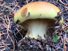 Glaucopodes