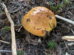 Glaucopodes