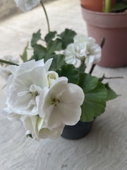 Malva