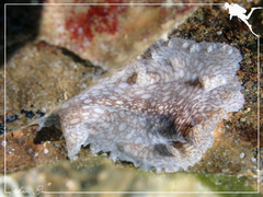 Pericelis