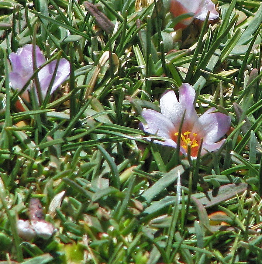 Calandrinia compacta (Calandrinia compacta)