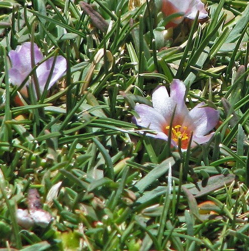 Calandrinia compacta (Calandrinia compacta)