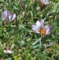 Calandrinia compacta