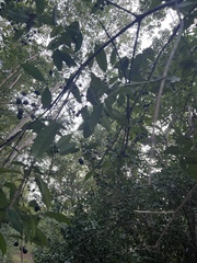 Faramea occidentalis