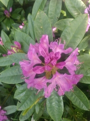 Rhododendron ponticum
