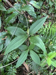 Miconia impetiolaris